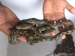Hii! 18 Anak Ular Piton Ditemukan di Trenggalek, Induknya Masih Dicari
