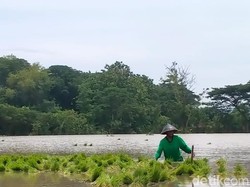 Banjir Merendam 578 Ha Lahan Padi di Klaten, Begini Kondisi Terkininya