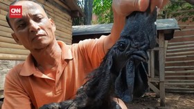 VIDEO: Peternak Ayam Cemani Hasilkan Cuan Puluhan Juta Per Bulan
