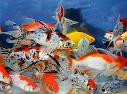 Jenis Ikan Komet, Ciri, Harga, dan Tips Perawatan