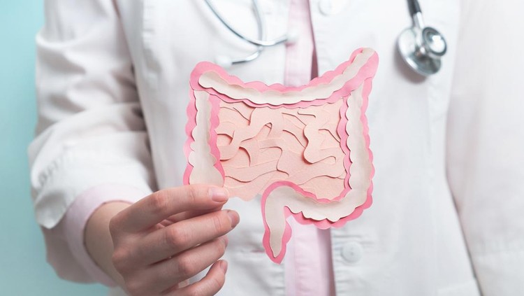 Ilustrasi Peran Usus dalam Tubuh Doctor holding decorative model intestine. Close up