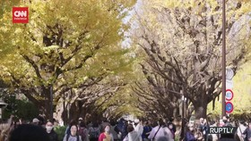 VIDEO: Mengagumi Keindahan Musim Gugur di Meiji Jingu Tokyo