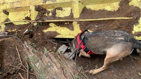 Anjing K-9 Temukan Lokasi Korban Tertimbun di Cugenang Cianjur