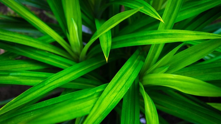 Fresh green pandan leaves with copy space, blurred background in a garden