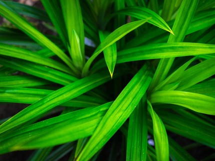 Pandan Wangi, Manfaatnya untuk Kesehatan hingga Pelengkap Masakan