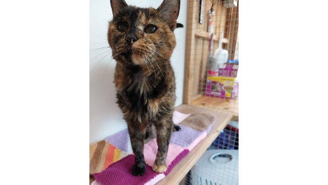 Kucing yang tinggal di London, Flossie, dinobatkan sebagai yang tertua di dunia. Bagaimana bisa ia mencapai usia itu?