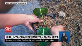 VIDEO: Hijaunya Cuan Ekspor Tanaman Hias