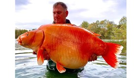 Ikan Mas di Prancis Diduga Jadi yang Terbesar di Dunia, Bahayakah?