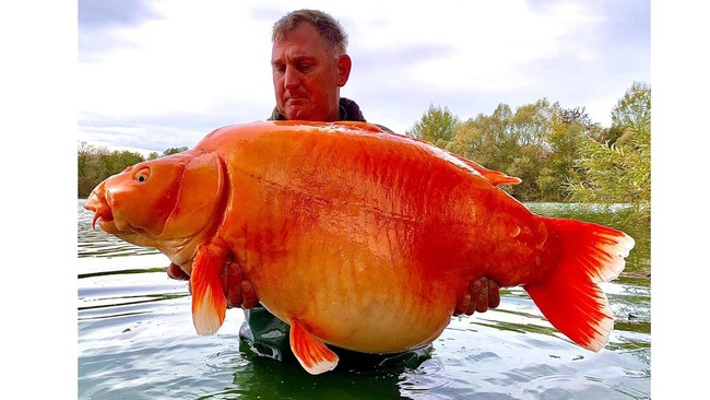 Ikan mas diduga terbesar dunia berbobot 30 kg bernama The Carrot ditangkap di danau Bluewater, Prancis. Dahsyat, tapi bahaya buat ekosistem!