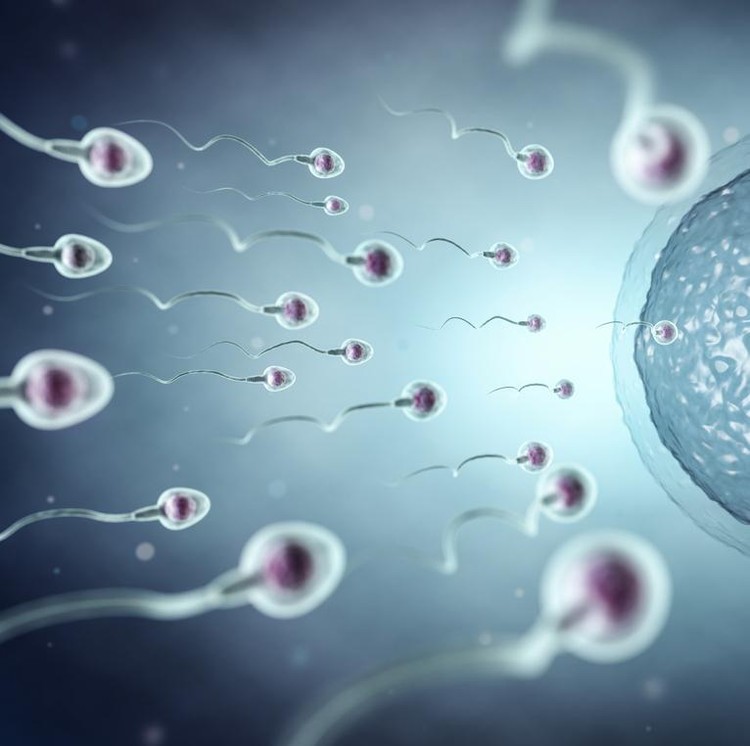 Ilustrasi Sperma Ilustrasi Sperma
