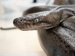 Ular Piton 7 Meter Mangsa Sapi Berakhir Tewas Ditebas Parang