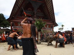 10 Pantun Bahasa Batak Toba untuk Membuka Acara Beserta Artinya