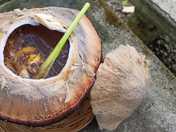 Cicipi Kehangatan Kelapa Muda Bakar Rempah di Tabanan