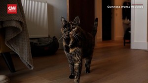 VIDEO: Berkenalan dengan Kucing Tertua di Dunia, Flossie