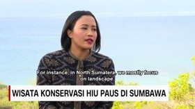 VIDEO: Wisata Konservasi Hiu Paus di Sumbawa