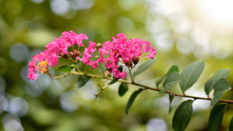 lagerstroemia. Plant flower  nature close up
