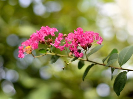 Mengenal Tanaman Bungur yang Berbunga Cantik dan Punya Banyak Manfaat