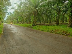 ASN di Banggai Ditangkap Usai Jual Kebun Bukan Miliknya, Ini Modusnya
