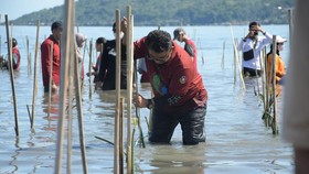Akmal Ajak Masyarakat Sulbar Tanam Mangrove: Kita Mulai Gerakan Nyata