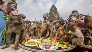 FOTO: Dua Ton Buah dan Sayur Sambut Festival Pesta Monyet di Thailand
