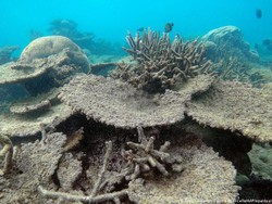 Usaha Menyembuhkan Great Barrier Reef yang Sedang Sakit