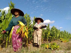 Aturan Produk Tembakau Disebut Bisa Ganggu Industri Manufaktur