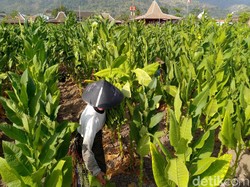 Lagi, Buruh Protes Pengetatan Aturan Tembakau