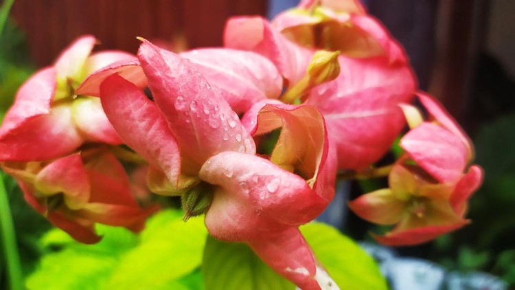 This is Nusa Indah flowers&period; The exotic flora from Indonesia&period;