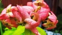 Bunga Nusa Indah Tak Hanya Cantik Dipandang, Tapi Bisa Jadi Obat Herbal Juga