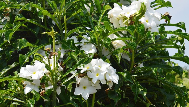 a shrub belonging to the Rubiaceae or coffee family. It grows wild on hillsides, bushes, and is usually kept as an ornamental plant