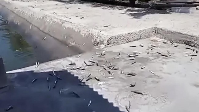 Fenomena terdamparnya banyak ikan kecil di pesisir Pantai Mutiara, Jakut, disebut bukan tanda gempa. Lalu apa?