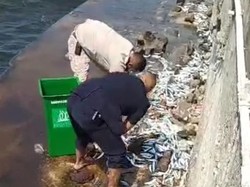 BMKG Ungkap Dugaan Penyebab Ikan-ikan Menepi di Pantai Mutiara