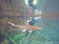 Sensasi Berenang dengan Hiu Sirip Hitam di Banyuwangi, Berani?