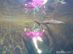 Gadis 16 Tahun Tewas Diterkam Hiu Saat Berenang di Sungai Australia