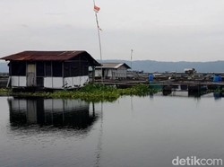 Ikan di Waduk Jatiluhur Mati Massal gegara Cuaca Buruk