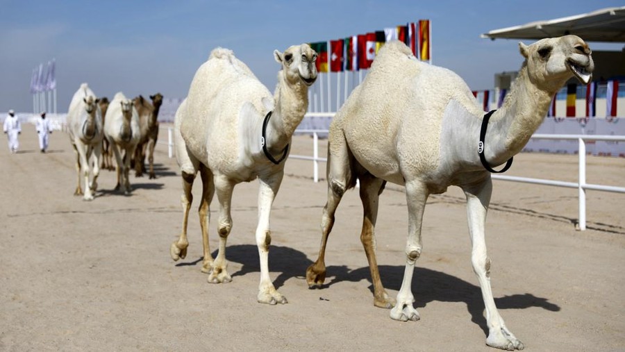 Soccer Football - FIFA World Cup Qatar 2022 - Camel Beauty Contest - Ash-Shahaniyah, Qatar - November 29, 2022 Camels during the beauty contest REUTERS/Suhaib Salem