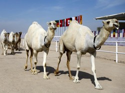 3 Hewan yang Disebut Jadi Penanda Kiamat Masih Jauh