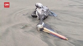 VIDEO: Bangkai Ribuan Burung Pelikan Bertebaran di Pantai Peru