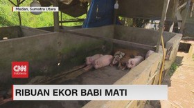VIDEO: Ribuan Ekor Babi Mati