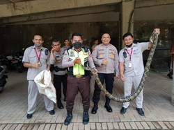 Pagi-pagi, Ular Sanca 5 Meter Kagetkan Pegawai Perkantoran Cilandak
