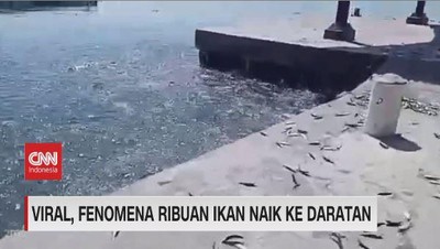 img-title VIDEO: Viral, Fenomena Ribuan Ikan Naik Ke Daratan