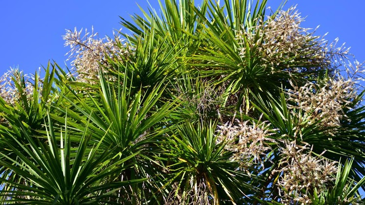 Blooming treetop of cabbage tree Cordyline australis with long thin leaves and tiny white flowers in bright sunlight.