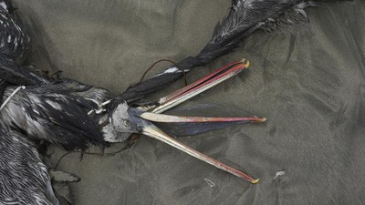FOTO: 14.000 Burung Laut Mati Akibat Flu Burung di Peru