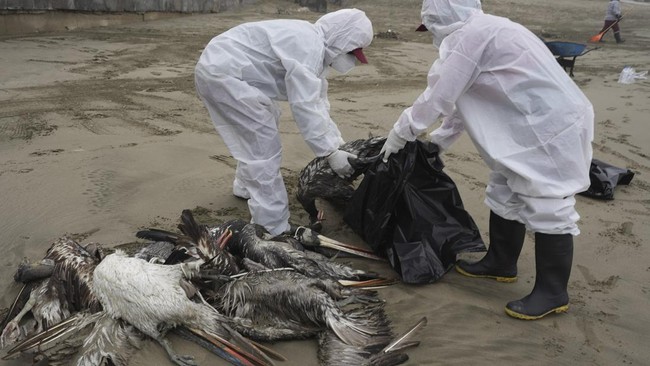 Kemenkes juga meminta seluruh pemerintah daerah kabupaten, kota dan provinsi untuk segera melaporkan jika ditemukan kasus suspek flu burung.