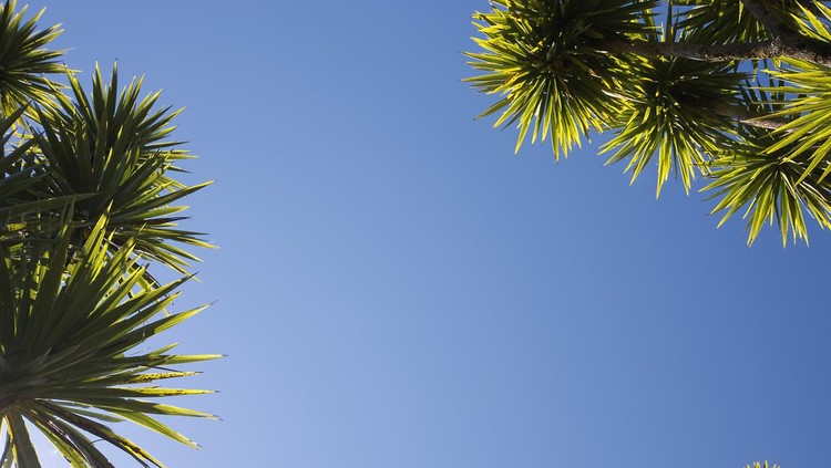 The cabbage tree is one of the most distinctive trees in the New Zealand landscape