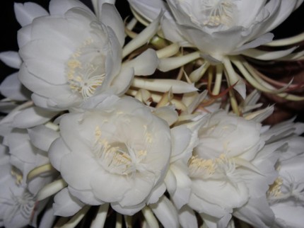 7 Bunga Paling Mahal di Dunia, Ada yang Harganya Tak Terhitung Bun