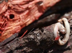 5 Fakta Cacing Tembiluk yang Lezat dan Bisa Dongkrak Kejantanan Pria