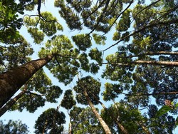 Amazing! Ini Cara Pohon-pohon di Hutan Saling Berbicara