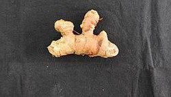 Mengenal Tanaman Obat Tradisional yang Banyak Manfaatnya