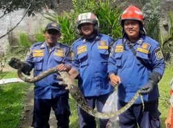 Ular Sanca 2 Meter Ngumpet di Saluran Pembuangan di Dramaga Bogor